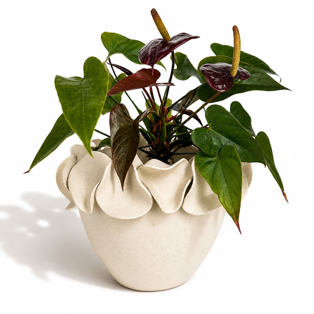A potted anthurium plant with glossy green and burgundy leaves, arranged in a textured natural white ceramic planter pot with a ruffled edge. Planter by Polly Barton.